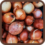 Onions